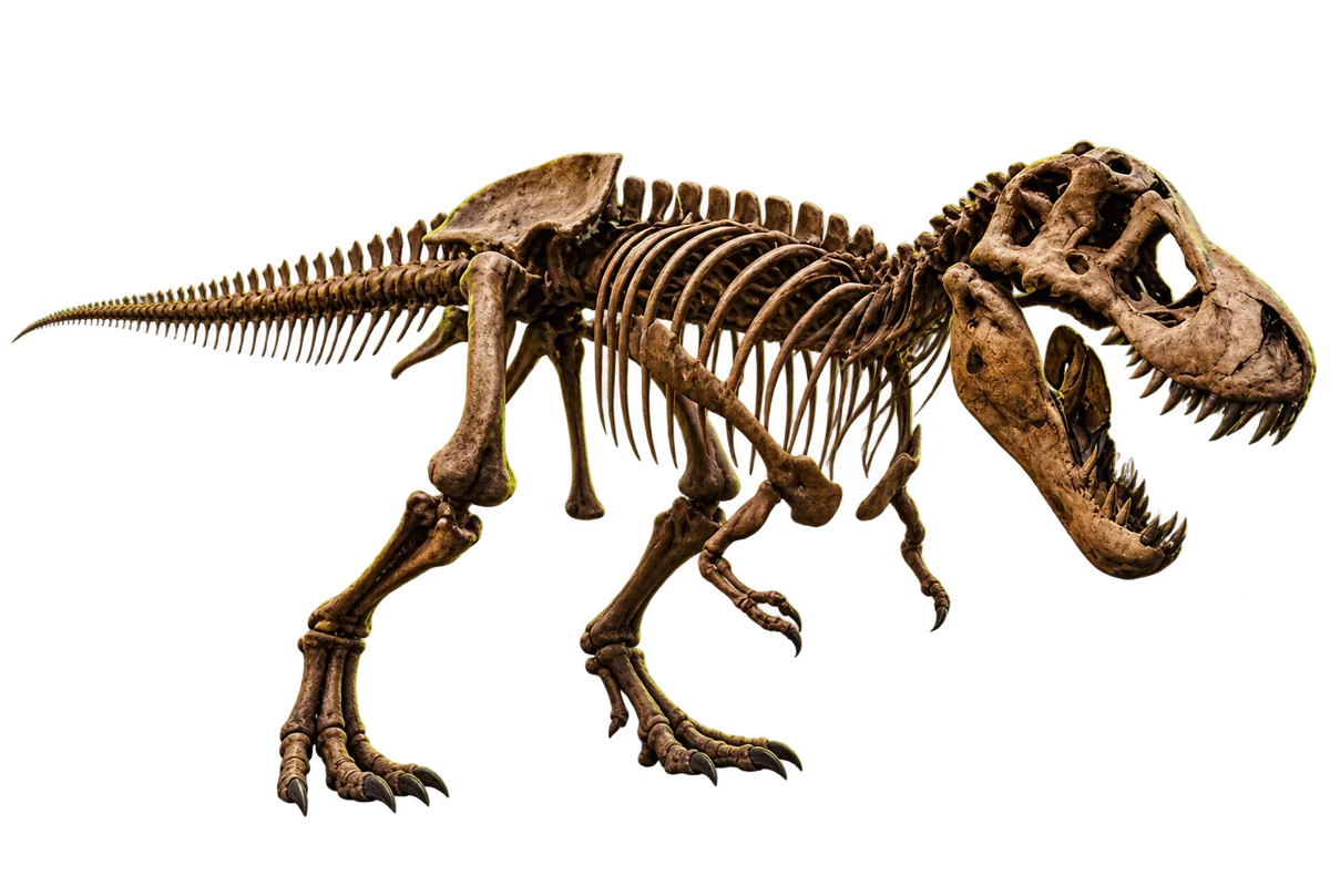 Illustrative dinosaur skeleton emerging from a touchscreen kiosk